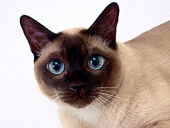 Clarissa, Tonkinese